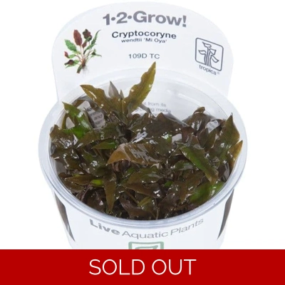 Cryptocoryne wendtii 'Mi Oya' 1-2-Grow